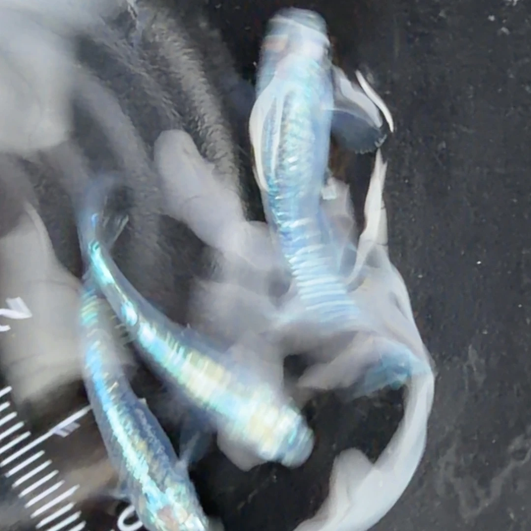 青鳉鱼观背青鳉13