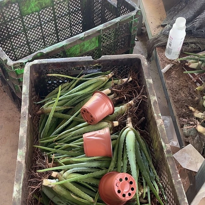 无花朵3颗小苗，3个花盆，一袋肥料