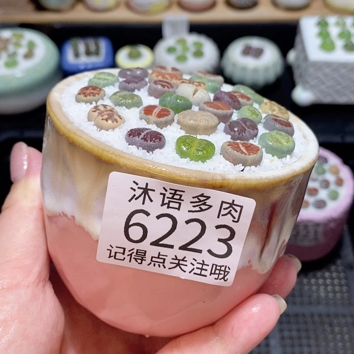 带盆土发货 精美盆栽6223