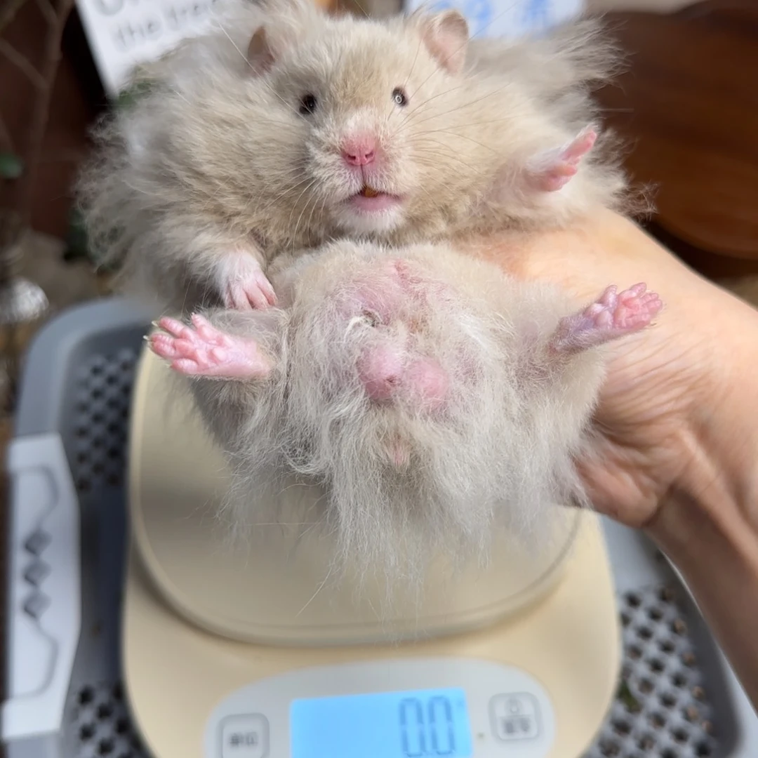 银鸽灰弟弟4.19生日