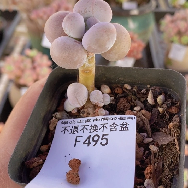橙奶495多肉植物