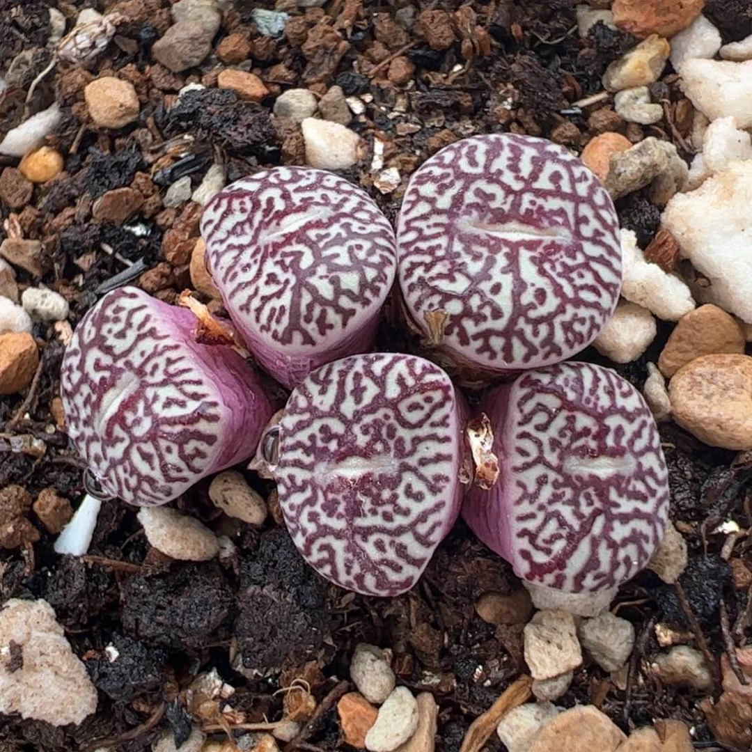 118多肉植物百科
