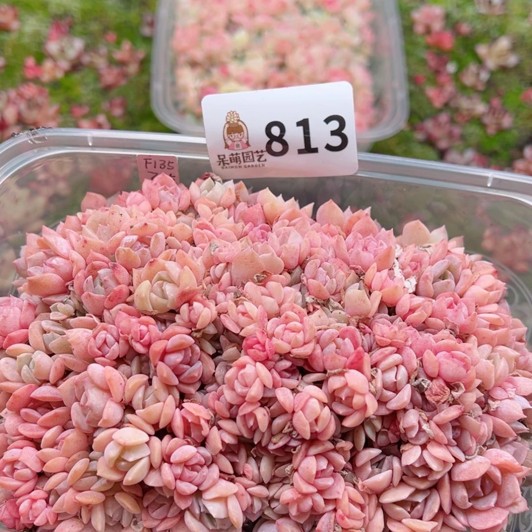 多肉植物多肉植物