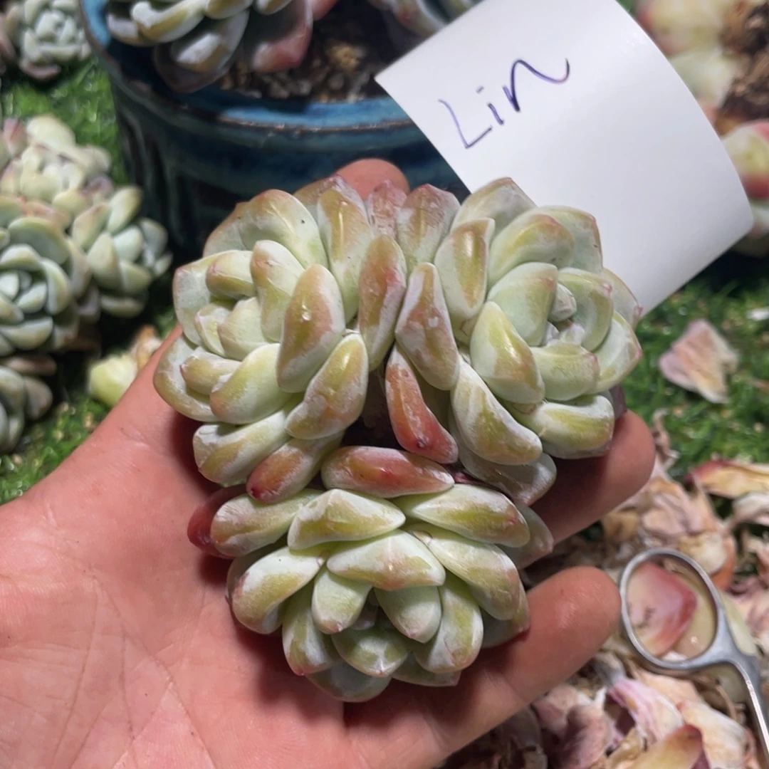 Lin专拍冰玉3头老桩