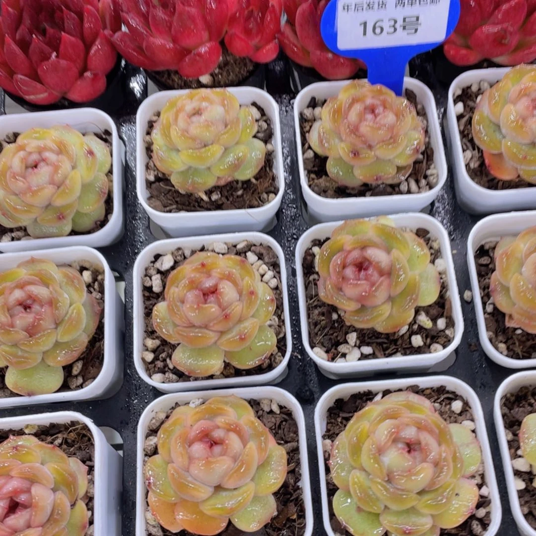 163号 全状态冰透红色恋人单头一个