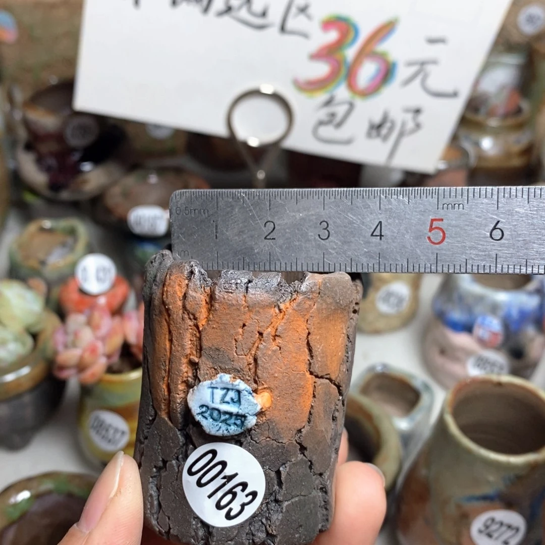 花盆拍3送一个小礼物