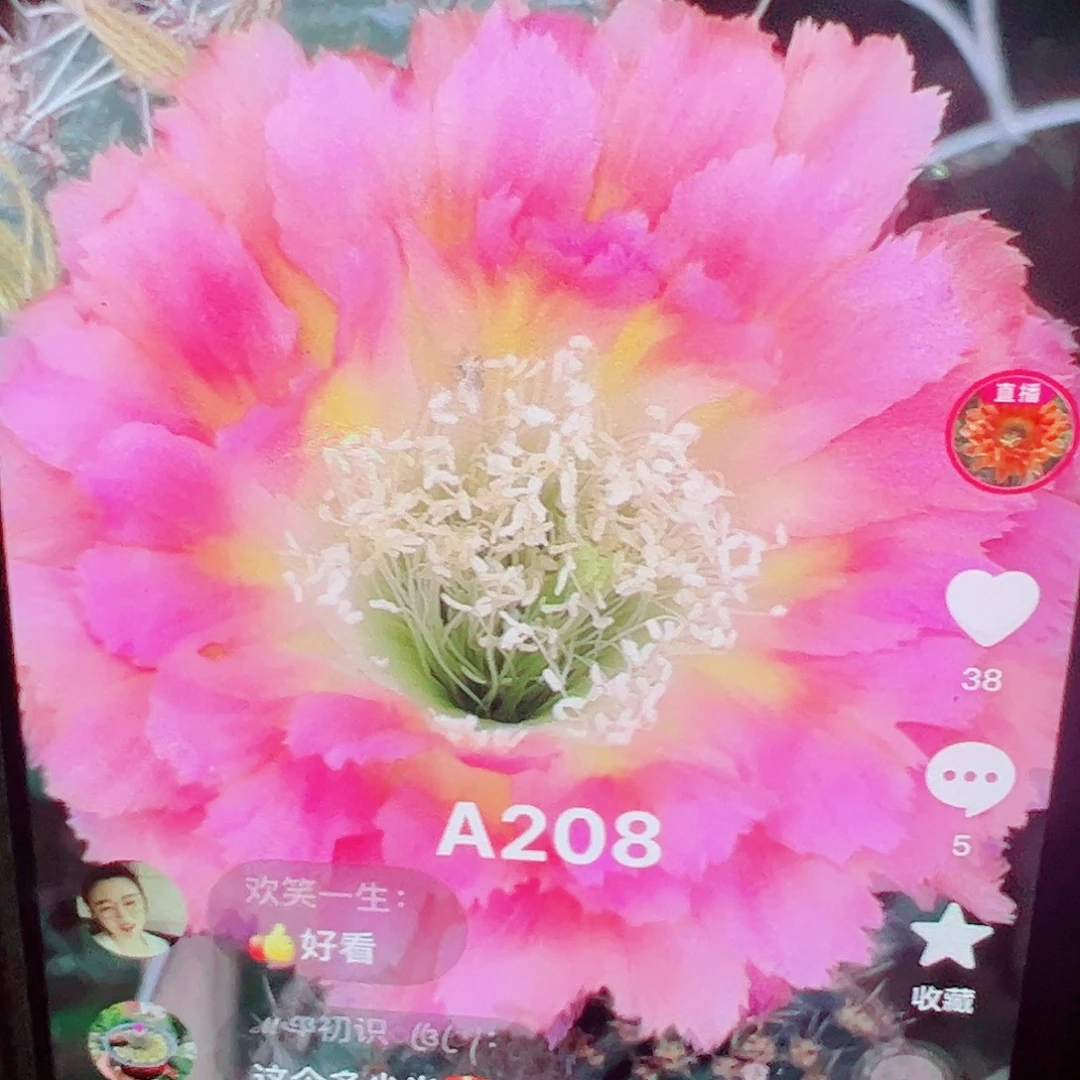 彩草 A208侧芽满20包邮