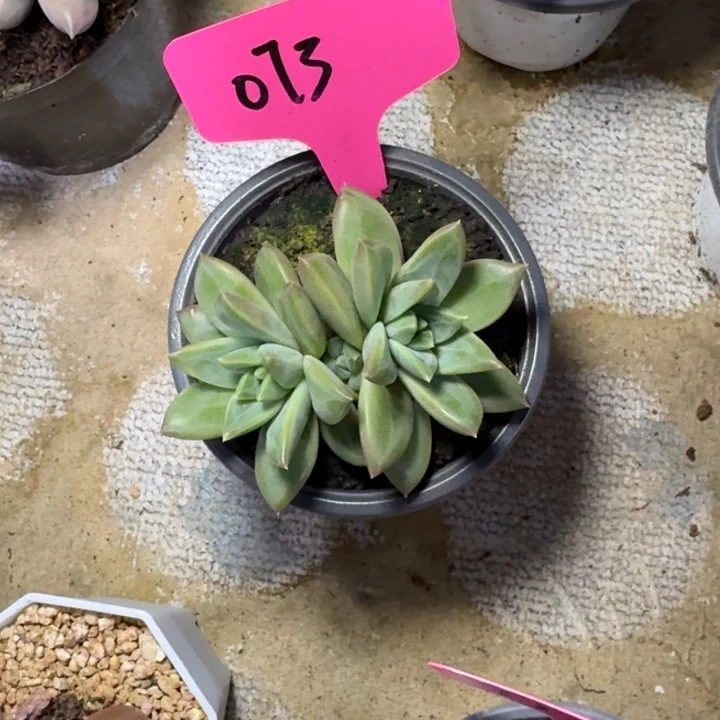 073新品新号福利价