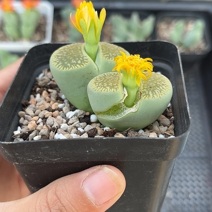 新店开业福利 28包邮 脱土发货 08