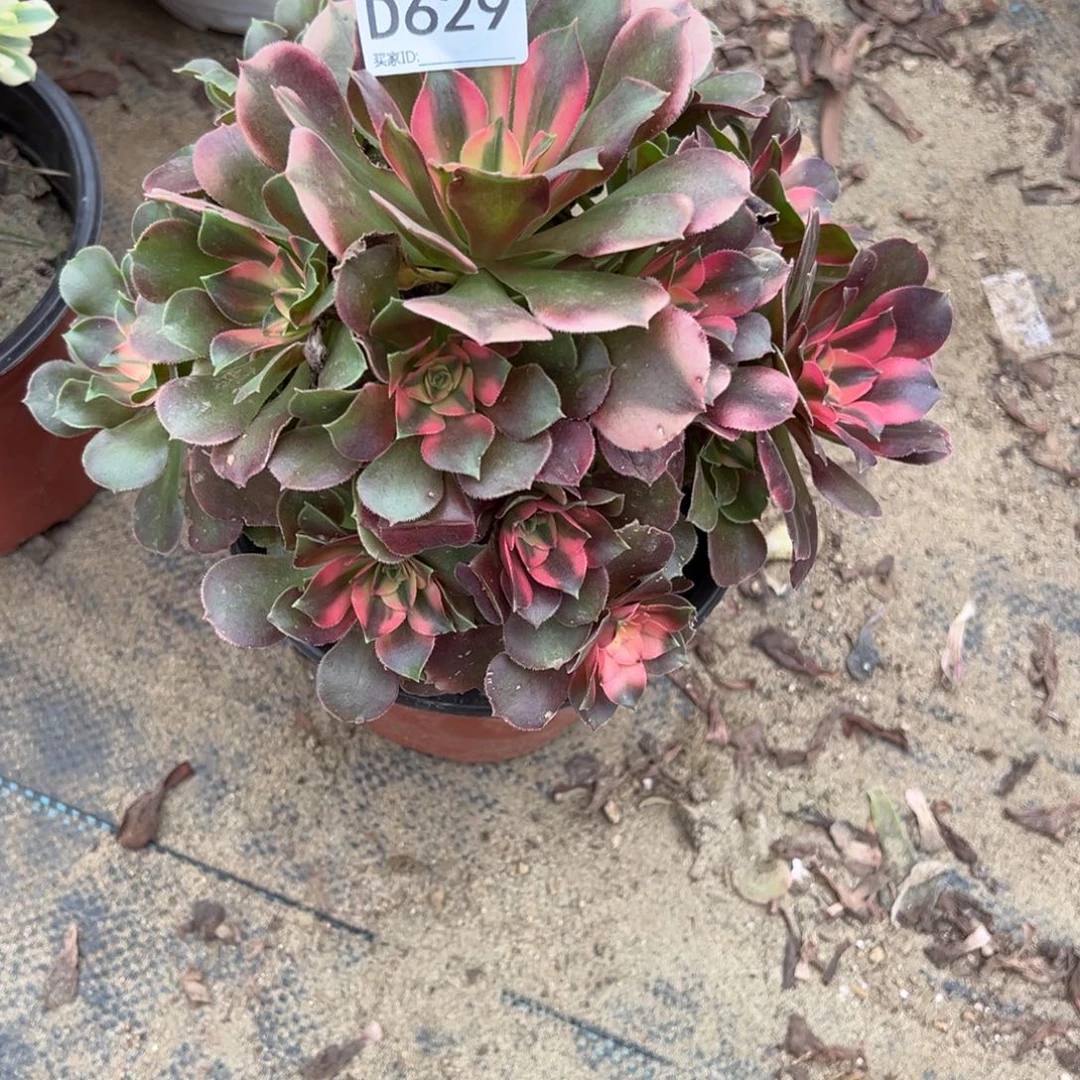 629香妃多肉植物法师