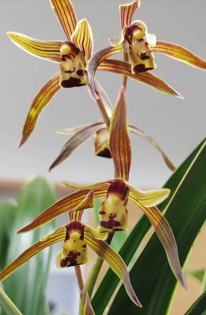 墨兰【银边】浓香型红花花期11-3月份