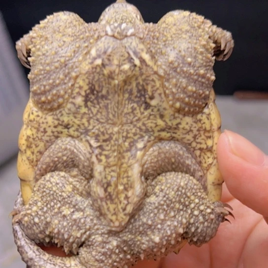 小鳄龟不分公母鳄龟杂佛8厘米嘴巴磨损少一个指甲