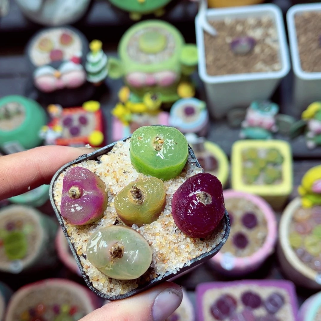 236脱土发111111111111111