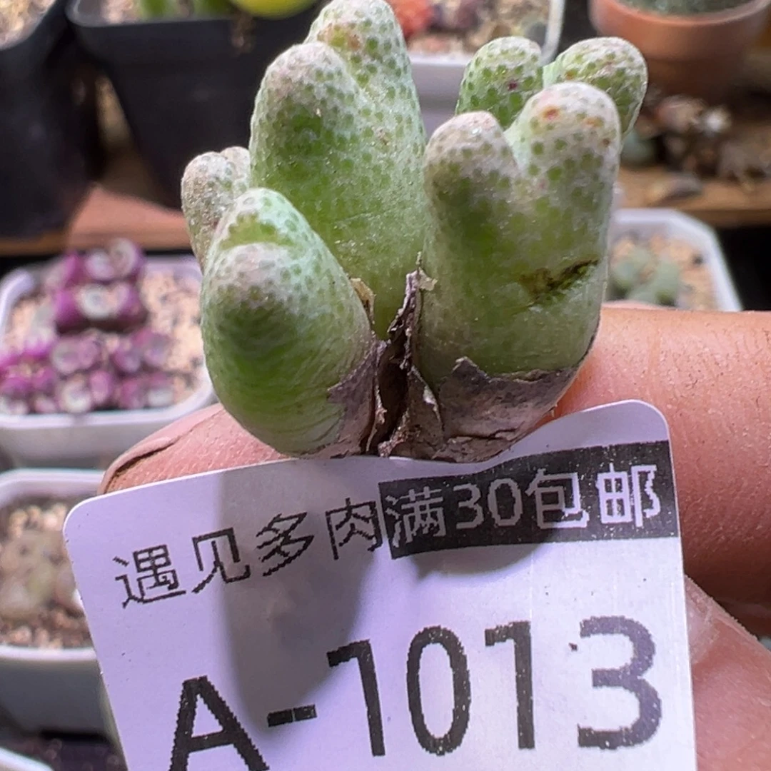 多肉植物111111111111