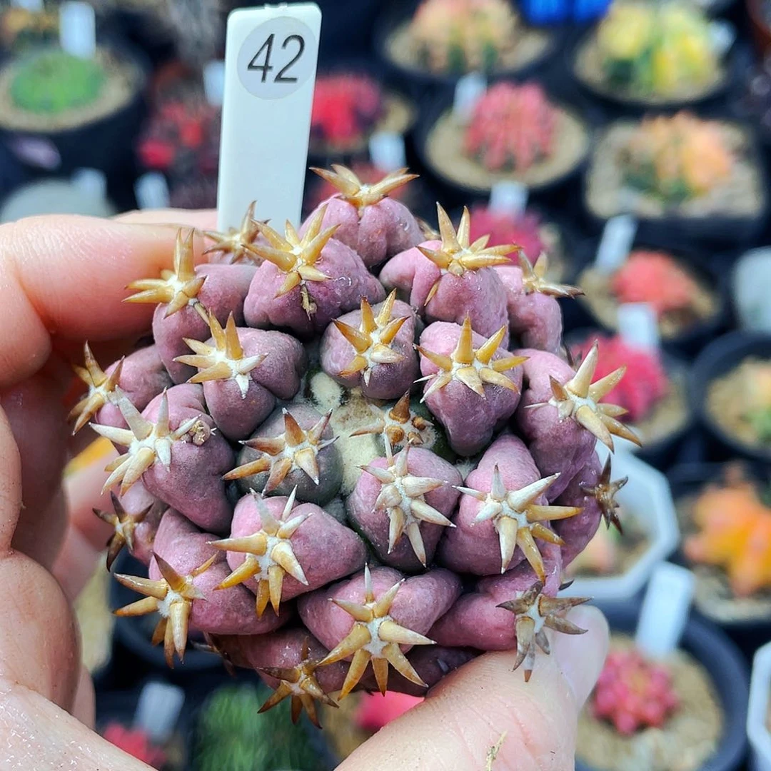 非偏远地区满25包邮仙人球