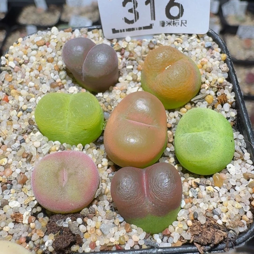 Zzzzz精品生石花316