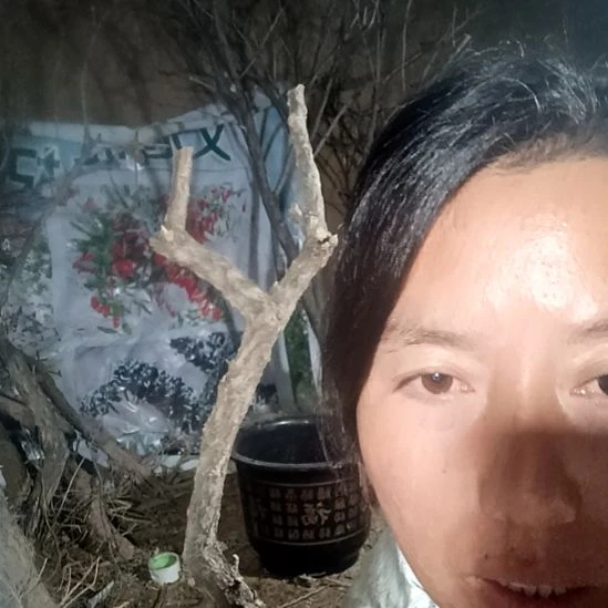 用***4完全开放枸杞树一颗