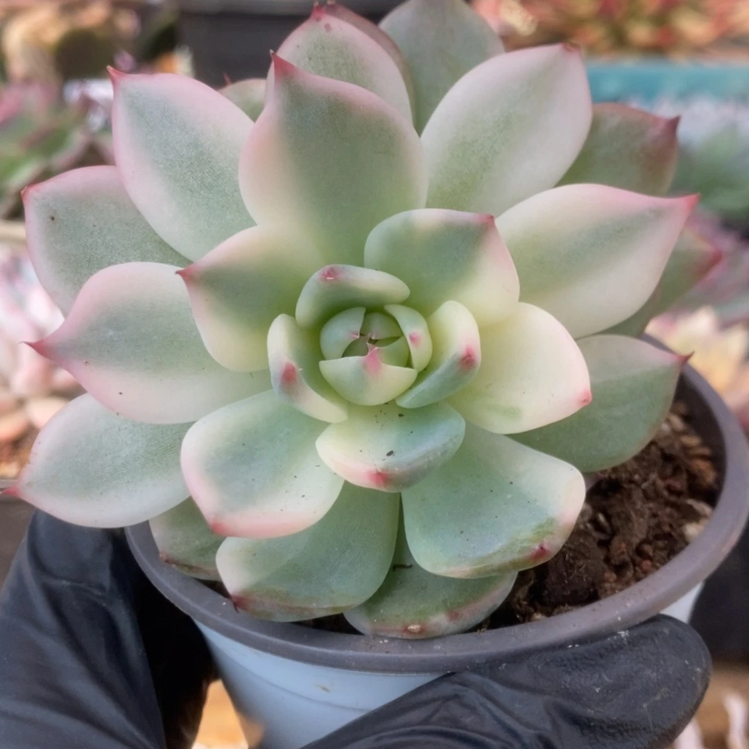 080锦锦锦锦锦锦锦锦