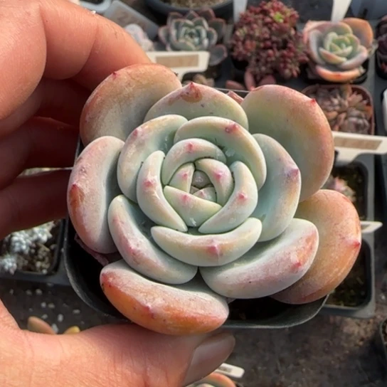 194凤橙多肉植物多