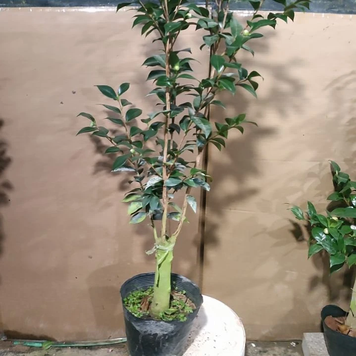 883雀斑，原盆原土发货，不包邮