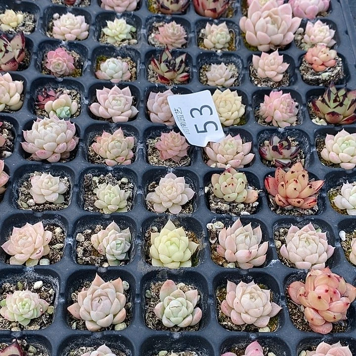 53 多肉植物盆栽花卉植物