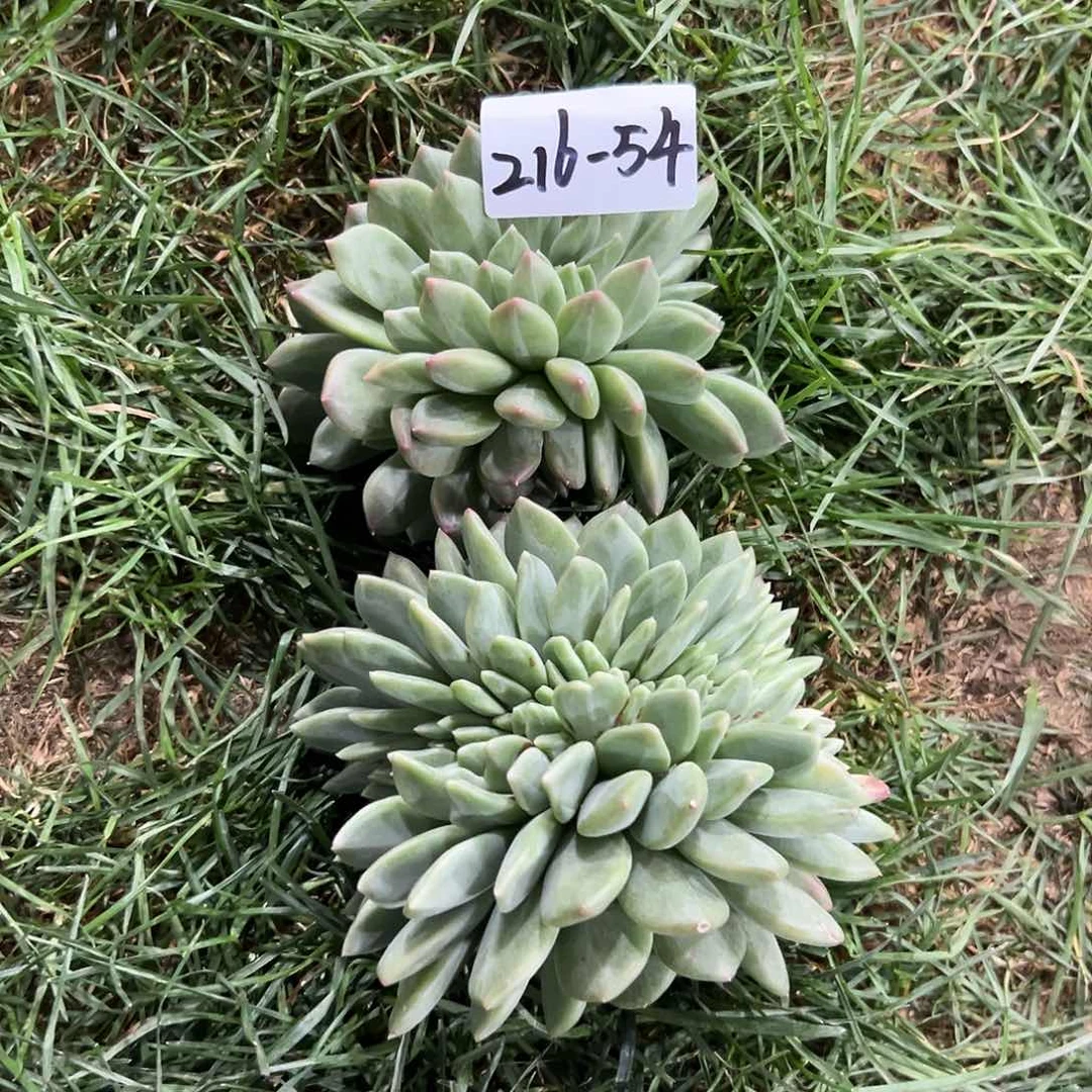 冥*?216-54绿橙缀化组合2颗多肉