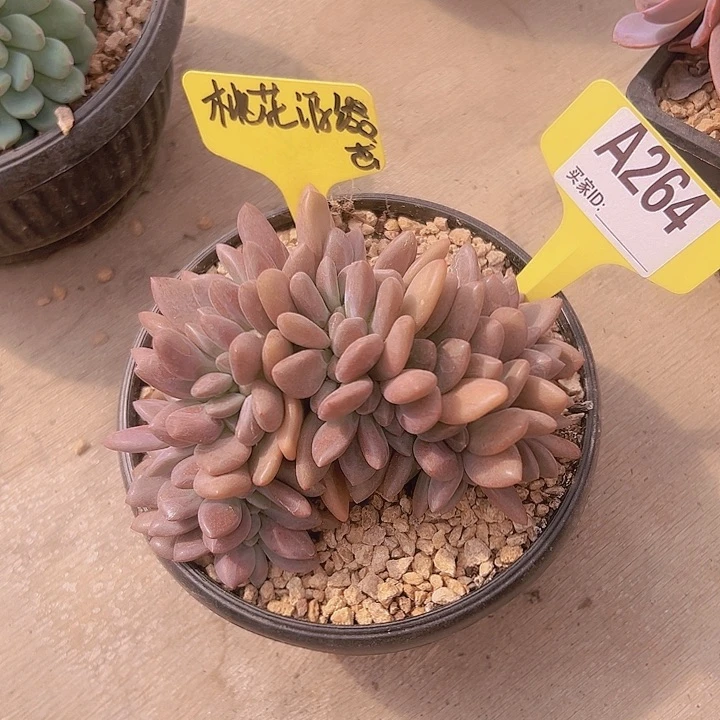 桃花源缀一物一拍A 264……