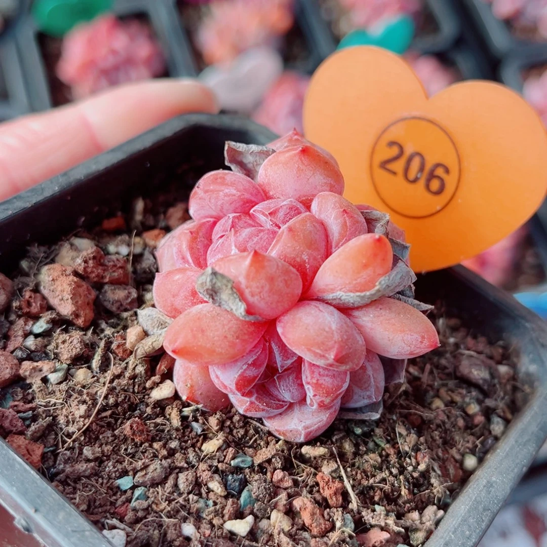 206号小老桩石榴籽