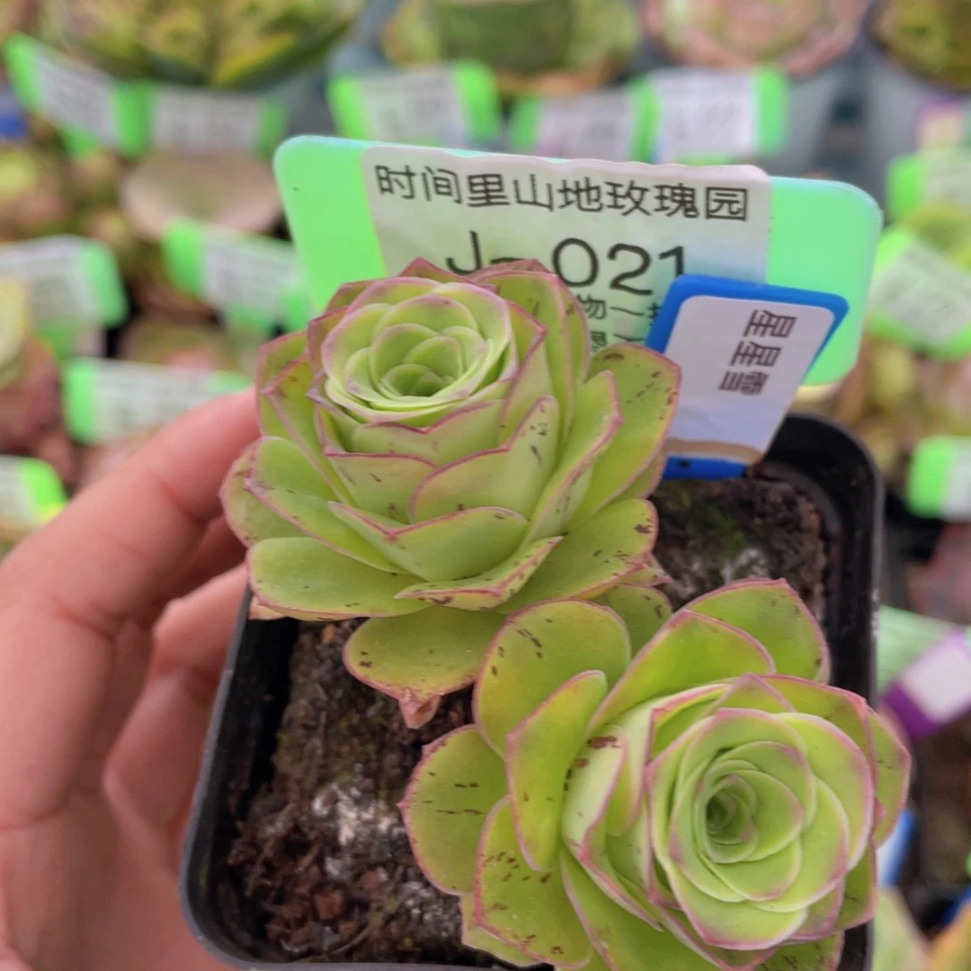 星星雪玫瑰一物一拍J021