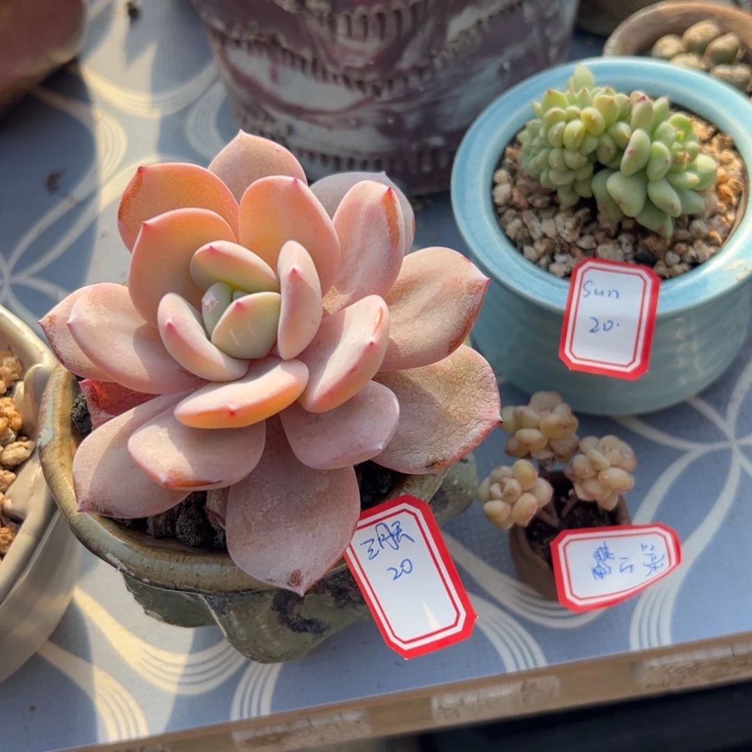 多肉植物多肉植物