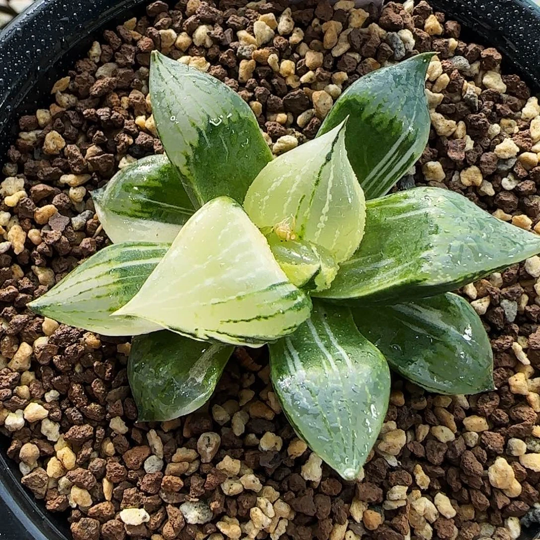 567号裹班若锦一物一拍带盆土