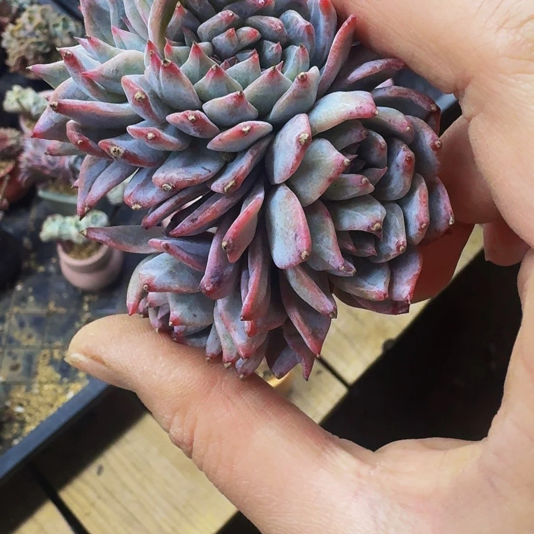 冰***蕾哈哈哈哈哈哈哈哈哈哈哈哈哈