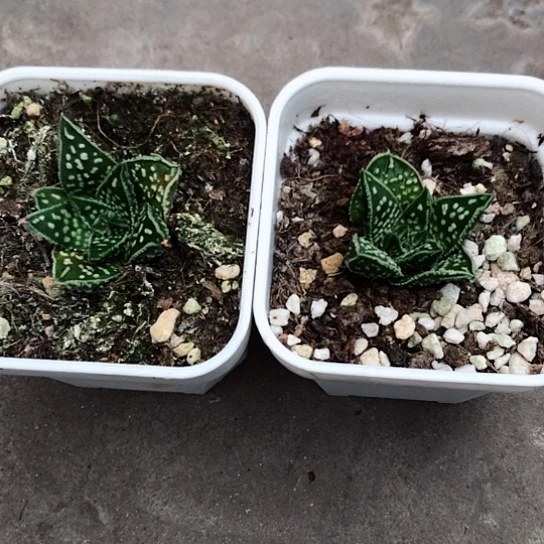 愛*流星硬叶2颗带盆发货