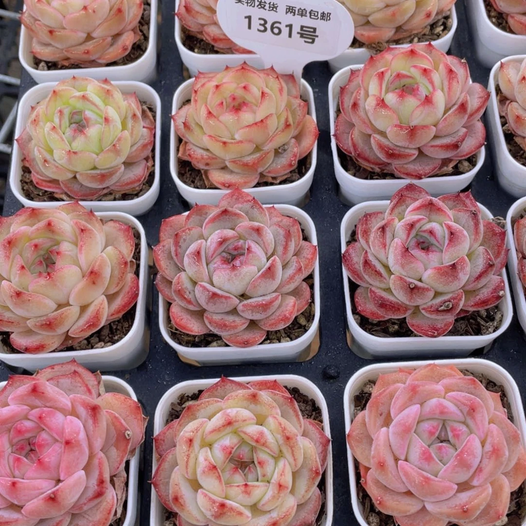 1361号 全状态钻石玫瑰单头两个