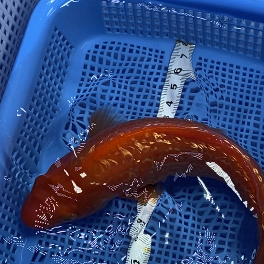 锦鲤冷水锦鲤包邮