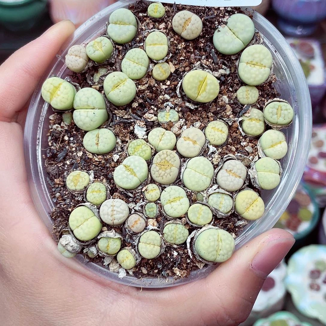 生石花18包邮0710-89