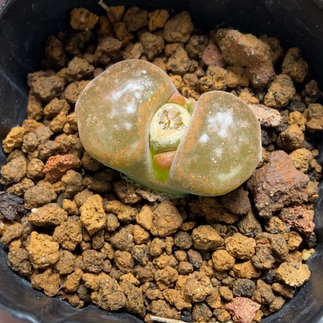 多肉植物肉锥杂交K-030