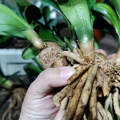 当前无花栽培后可以开花