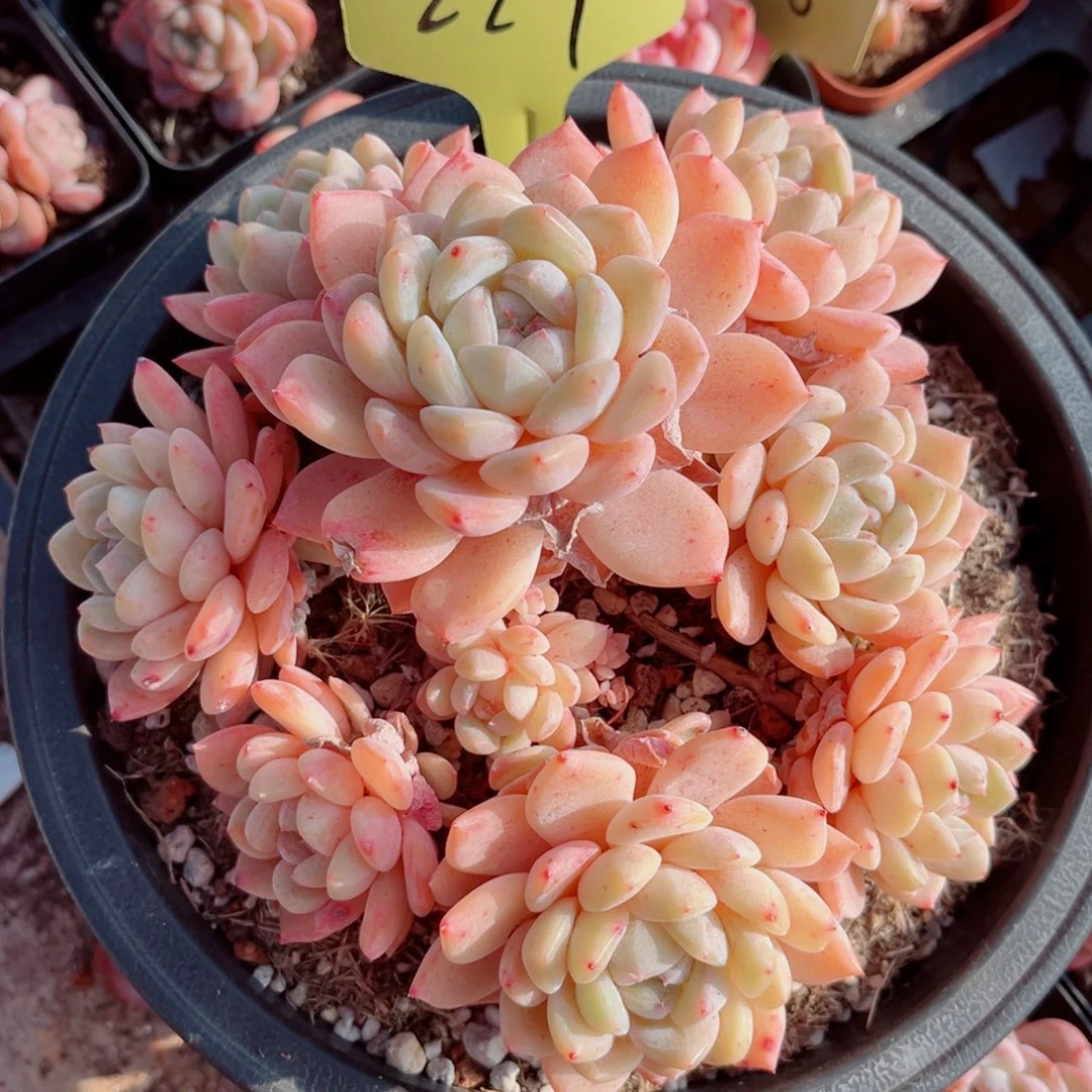 229号小老桩多头糖心群