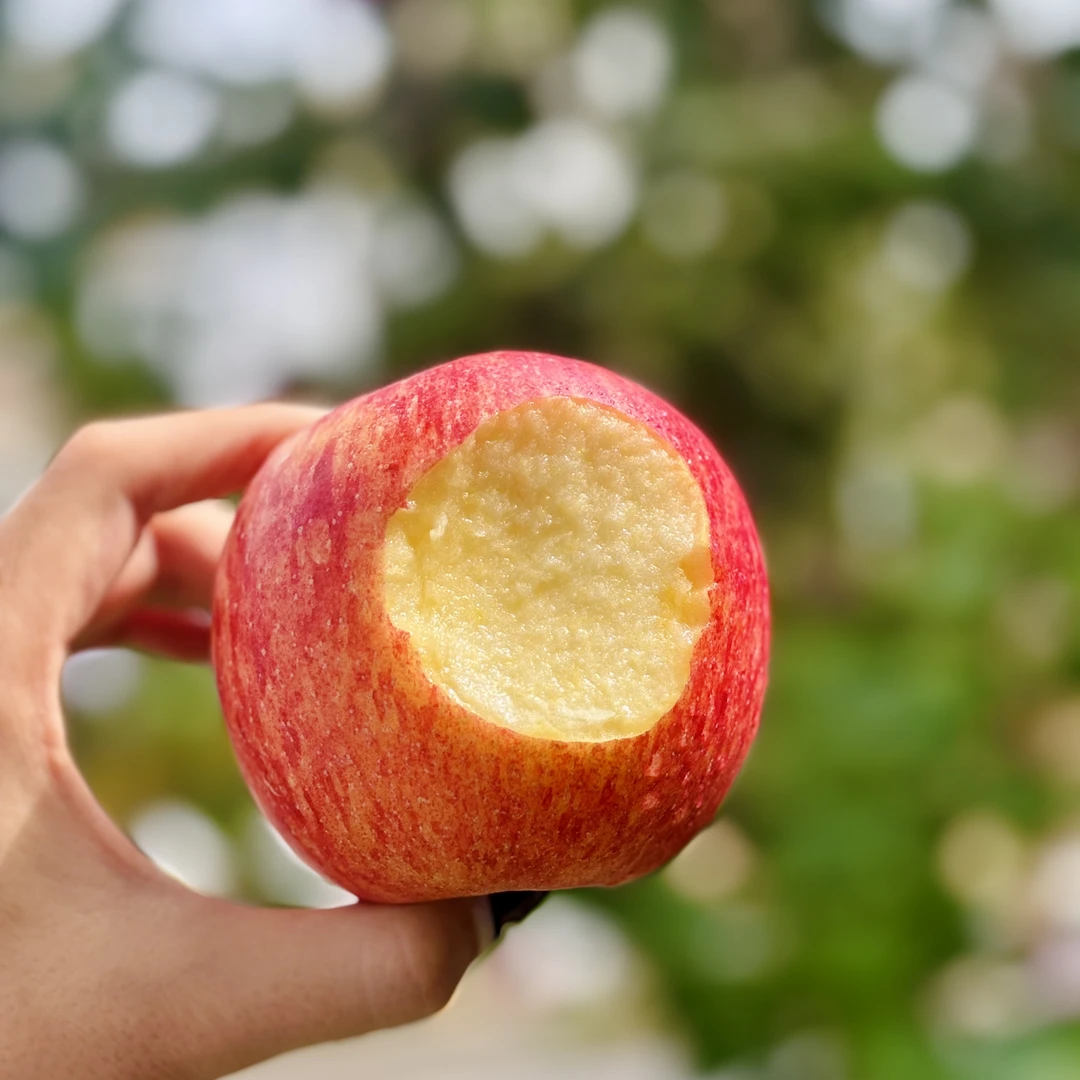 EV高原玫瑰苹果脆甜可口有花香气口感丰富果肉细腻