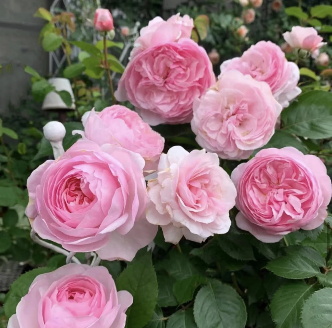 奥利维亚月季 非常抗病强香勤花灌木 奥斯汀耐热丰花多季节重复开