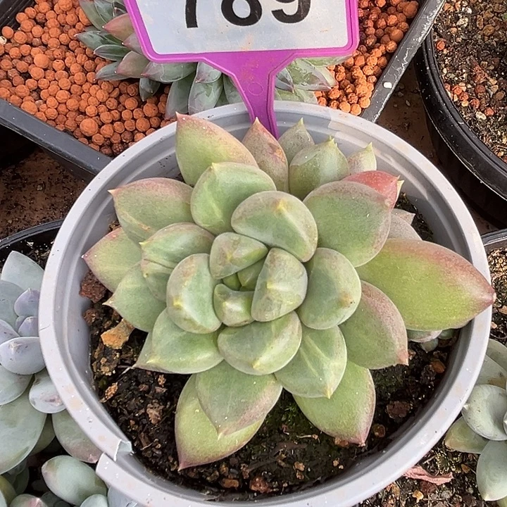 象牙拉丝789一物一拍