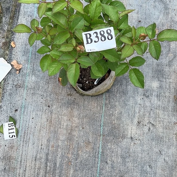 当前无花朵，栽培后可花朵芮儿388号