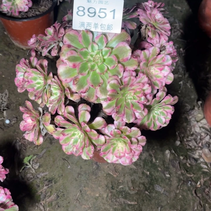 8951红铜的人多肉的