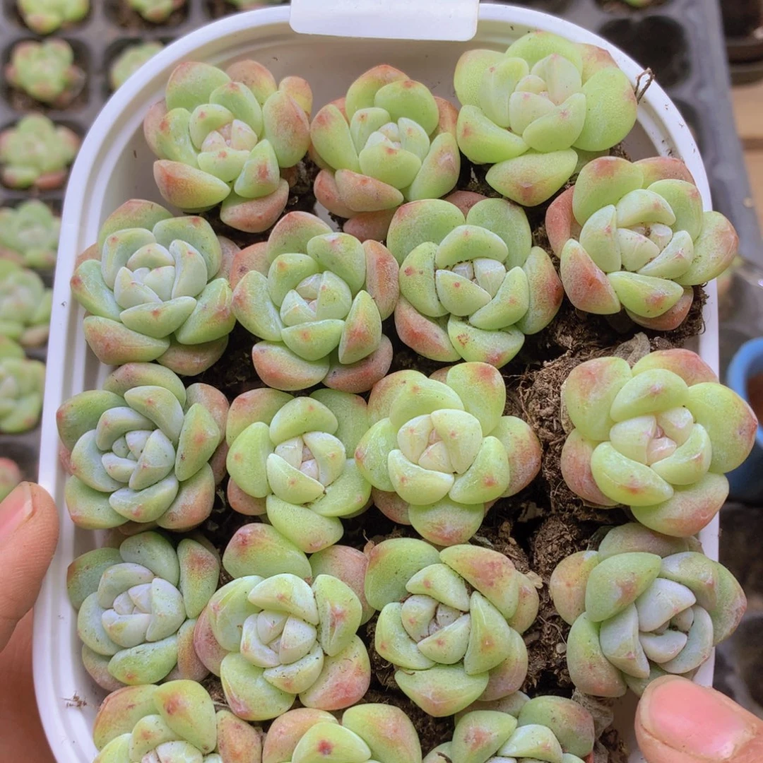 我要去看电影啦啊059