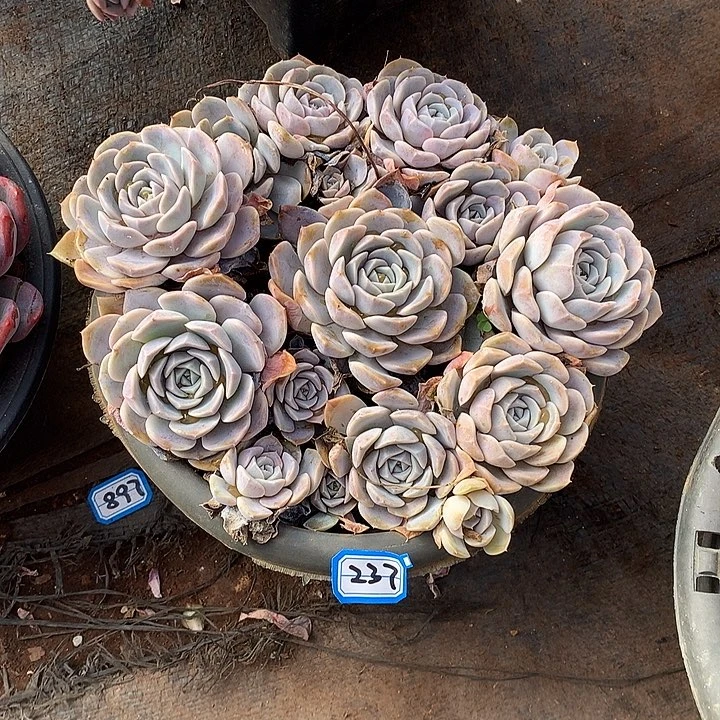 237汉堡 一物一拍多肉