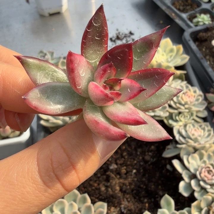 野马东云锦多肉植物