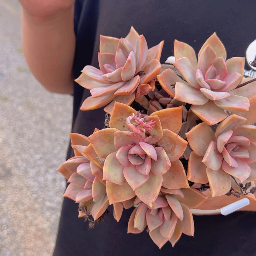 中国初恋整装整群，160杯露养