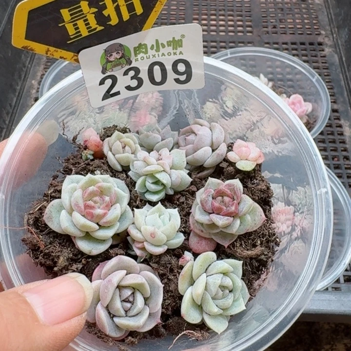 多肉植物多肉植物