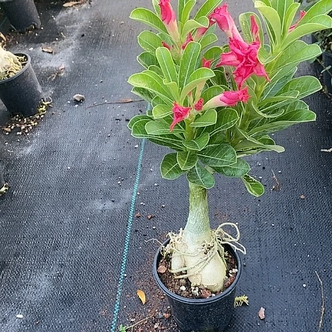 【闪购商品】无花朵芬***豆